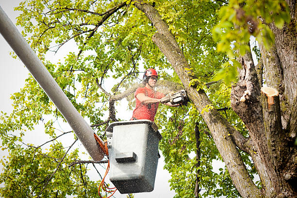 How Our Tree Care Process Works  in  Kennett, MO